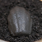 サンプリシテ - ランチコース 5940円 のブラックオリーブのマドレーヌ