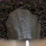 サンプリシテ - ランチコース 5940円 のブラックオリーブのマドレーヌ