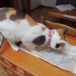 本庄鮮魚センター - 食べてみた