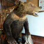 仙人小屋 - ツキノワグマ、迫力満点のお出迎え！