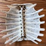 柚木元 - スッポンの甲羅