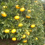 江の浦テラス - まわりはみかん畑