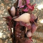 stesso e Magari CHIC - 