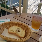 T.Y.HARBOR - テーブルにスズメが遊びに来た！