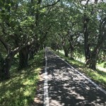 慈げん - 熊谷への道程、桜並木。花見時期は桜のトンネルですね。