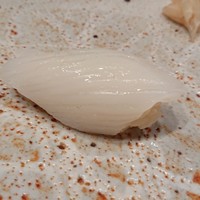 銀座 鮨 かねさか 本店 - アオリイカ