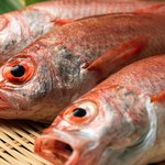 旬魚旬菜 極DINING 若旦那 - 名物のどぐろ