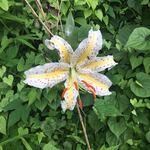 史 - 庭先の山百合。