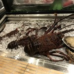 ROKU KANDA - 伊勢海老