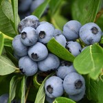 岩手林業ブルーベリー園 - 甘いブルーベリーがたくさん実ってます！
