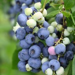 岩手林業ブルーベリー園 - まだまだ青い実があるのでどんどん熟しそうです。