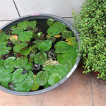 白ワイン×魚介 港町バル - 港町バル横で咲く蓮の花