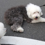 白ワイン×魚介 港町バル - 大きいけど心は仔犬〜♡