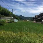 ちからや - 裏手は田んぼ