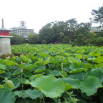 古町糀製造所 - 白山神社の蓮ミャ