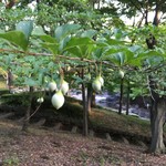 信川円 - エゴノキ（野茉莉）の実にはサポニンが含まれる