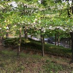 信川円 - エゴノキ（野茉莉）五月は花だった