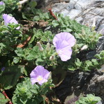 ウシマル - お庭の花