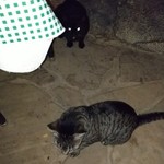 Dona & Toni's Pizza - 