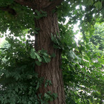 北出食堂 - 時折〜陽が差します