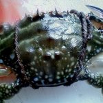 ばんや - 料理写真:ワタリ蟹