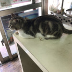 台湾風粥専門店 阿里 - 阿里(猫)