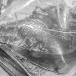 うを徳 - 手長鰕（てながえび）