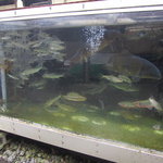 黒羽観光やな - 那珂川に生息する川魚の数々