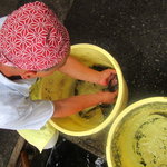 黒羽観光やな - 鮎を選別していきます。