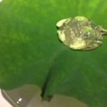 Ristorante Due  - 茶豆とじゅんさいのトマトジュレ