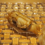 鮨　大和 - アゲマキ貝