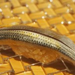 鮨　大和 - 小肌