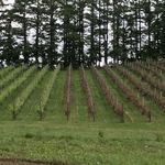 オチガビワイナリー - 【2018年06月】垣根栽培のブドウ。左と右は種類が異なる様で。