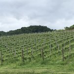オチガビワイナリー - 【2018年06月】垣根栽培のブドウアップ。