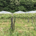 オチガビワイナリー - 【2018年06月】参考：生食用の棚栽培。