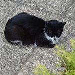 フェリス - にゃんこ