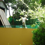 フェリス - 山羊ちゃん