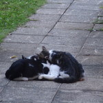 フェリス - ニャンコ