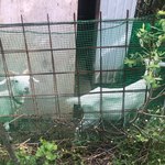 フェリス - 山羊ちゃん