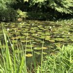 ボン・ダボン - 近くの観光地・モネの池