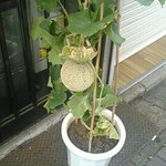 深大寺門前そば - 