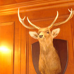 ブラッスリー マノワ - お店にいた鹿さん。