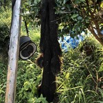 かたつむり - 熊の毛皮