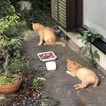 かたつむり - 猫