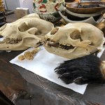 かたつむり - 熊の骸骨と手