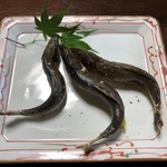 かたつむり - 天然鮎