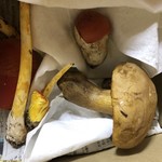 かたつむり - ニセヤシ