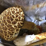 かたつむり - アカヤマドリダケ