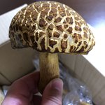 かたつむり - アカヤマドリダケ