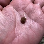 かたつむり - 山梨